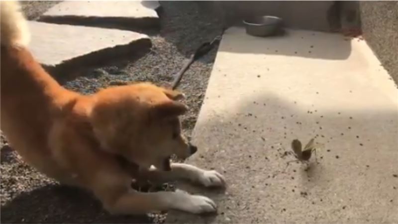 柴犬PK螳螂！「螳螂拳」一出嚇退牠