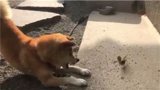 柴犬PK螳螂！「螳螂拳」一出嚇退牠