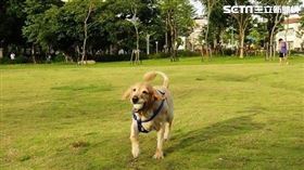 新北市動保處,飼主,毛寶貝,素食,狗,貓,吃素
圖／翻攝自新北市官網