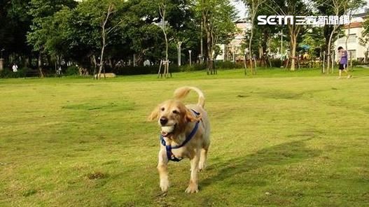領養的狗也跟全家人吃素…結果變這樣