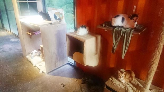 動物醫院院長驟逝　81隻貓待認養
