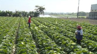 雲林高麗菜外銷！進軍越南華人市場