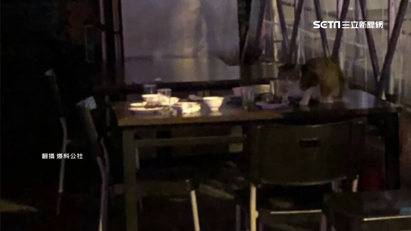 打烊後的茶餐廳...流浪貓上桌覓食