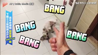 主人假開槍　萌狗裝死招數一百招！