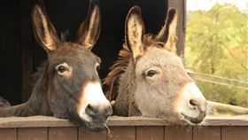 （圖／Pixabay）驢子