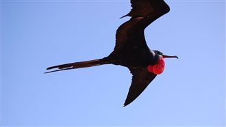 全球飛最快的鳥　飆速秒殺藍寶堅尼！