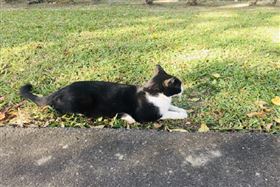 來源：寵物滔客　貓示意圖