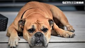 名家/愛你寵物網（勿用）