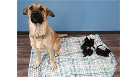 被收容中心取名為「寧靜」（Serenity）的兩歲母混種狗日前在加拿大安大略省沙塔附近鄉間被救起，當時還有5隻小黑貓「依偎在她身旁」。（圖取自facebook.com/pawr.org）