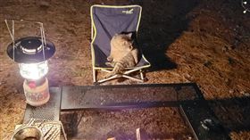 貓咪,露營,座位,日本（圖／翻攝自推特）