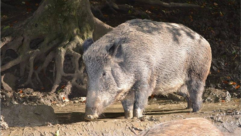 狩獵日殺158頭野豬　阿登居民火大