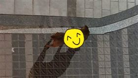 肚兜,流浪犬,暖男,禦寒(翻攝自爆怨公社)