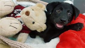 因找不到媽哭泣！　幼犬依偎娃娃狂搖尾巴：是媽咪嗎？
（圖／翻攝自臉書 金汪汪流浪動物之家）