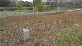 豐原葫蘆墩公園　花博美景不再台中世界花卉博覽會園區之一的豐原葫蘆墩公園，在花博結束7個月後，花朵多已乾枯、雜草叢生，成為荒地一片。中央社記者趙麗妍攝　108年11月26日