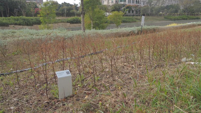 葫蘆墩公園水乾花枯　中市府允維護
