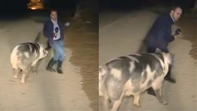 希臘一名記者日前在水災現場進行連線，播報到一半突有一頭豬從一旁跑出來，將目標鎖定該名記者後狂追，甚至一連撞了他的下體好幾下，讓他嚇得四處逃竄，但又不敢離開連線畫面，只能不斷地發出求救的哀號。（組合圖／翻攝自VOA News YouTube）