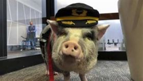 美國,小豬,治療豬,莉露,機場