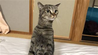 虎斑貓禮貌跪姿…網看傻：工讀生出來