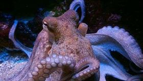 海生館,章魚,兒子,菜市場,海鮮(圖/翻攝自PIXABAY)