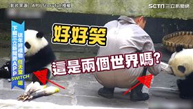 ▲兩隻熊貓在一個畫面卻有兩個不同世界的感覺，讓網友覺得很逗趣。（圖／AP／Storyful 授權）