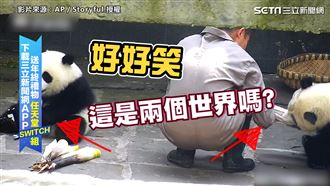 萌！熊貓不給拿毛毯　和飼養員拼輸贏