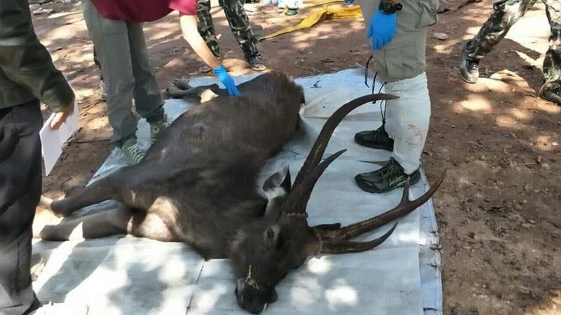 誤食7公斤垃圾！泰野鹿慘死國家公園