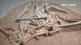 Ｃ(業配)熱河展開幕24161709