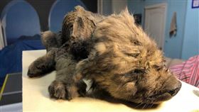 圖／翻攝自Centre for Palaeogenetics推特
https://twitter.com/CpgSthlm