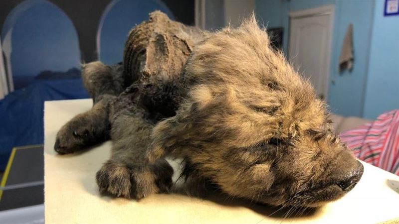 保存完好！發現冰凍1.8萬年小狼犬