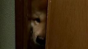 鬆獅犬把頭擠在門縫想要出來。（圖／翻攝自yamatochow IG）