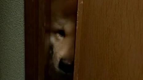 鬆獅偷看主人進食　討吃不成用臉開門