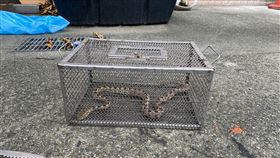 基隆,消防員,遭蛇咬傷,109年,委外抓蛇(圖/讀者提供)中央社