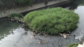 高雄市,追緝,汙水排放,稽查魚群,暴斃,依法裁處(圖/高雄市政府提供)中央社