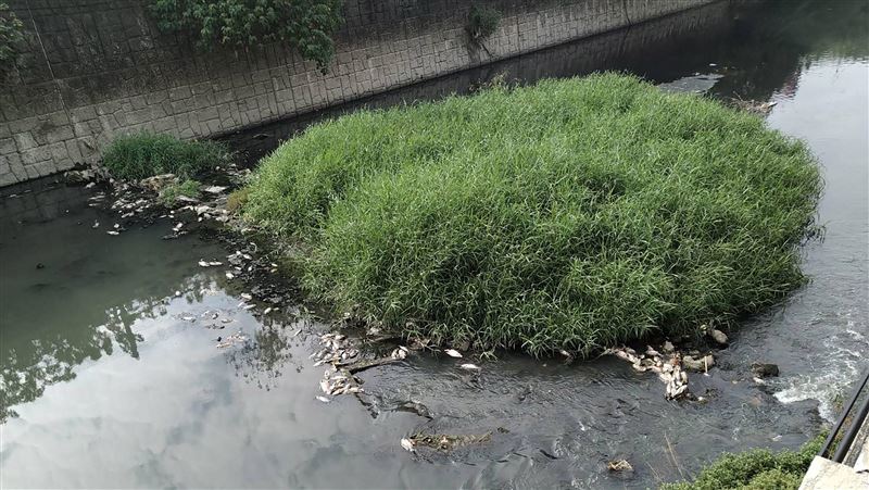 溪魚群暴斃！高市開鍘兩排污食品業者