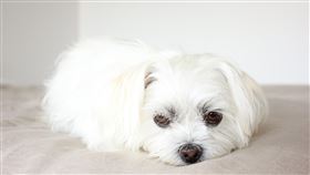 狗（示意圖／翻攝自pixabay）