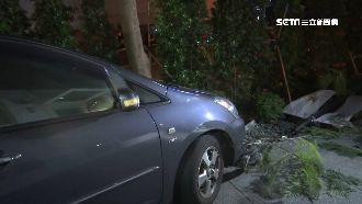 撞人行道卡樹　醉男送辦喊「第一次」