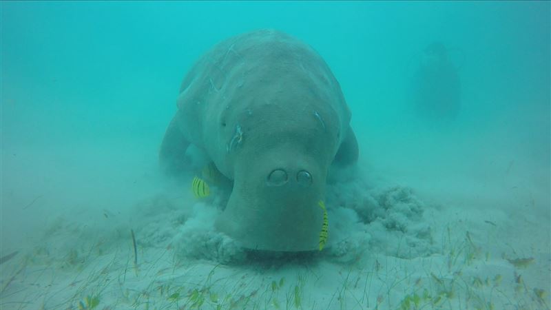 菲律賓遇見美人魚　大膽不怕人的儒艮