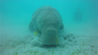 菲律賓遇見美人魚　大膽不怕人的儒艮