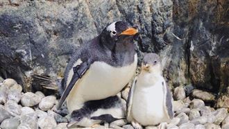 「企鵝幼兒園」開學！寶寶萌樣大公開