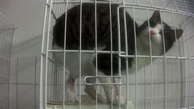 LPT實驗室殘忍虐待動物（圖／翻攝自推特）