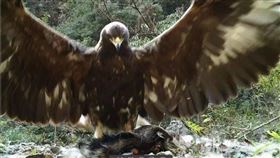 豬獾,生態,相機,金庸,神鵰俠侶,楊過,小龍女,湖北,神農架,金鵰,動物,保育動物,神雕,　圖／翻攝自