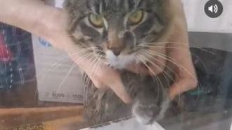 喵皇又闖禍！飼主「一招」讓牠眼神死
