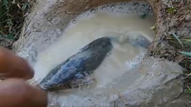 鯰魚,牙膏,曼陀珠,抓魚,薄荷