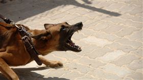 狗,咬（示意圖／翻攝自Pixabay）
https://pixabay.com/photos/dog-attack-aggressive-anger-bite-900215/
