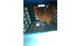 先有雞,先有蛋,貴州,化石研究,有答案(圖/翻攝自臉書)