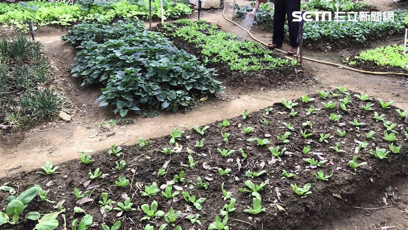 吃自己種的菜　一家5人竟有3人中毒