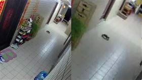 螃蟹,逃走,竄逃,蟹老闆,走廊,最後身影,爆怨公社