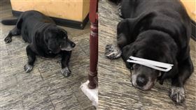 燒臘店,寵物,狗,胖,伙食,PTT　圖／翻攝自PTT