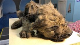 俄羅斯最近發現一隻幾乎完美保存的冰封小狗屍體，鼻、毛和牙齒都不可思議保存良好。（圖／翻攝自twitter.com/CpgSthlm）