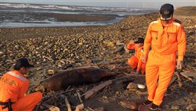 單月第3起　苗栗岸際再傳鯨豚死亡海巡署第三岸巡隊獲報，在苗栗縣外埔漁港附近沙灘發現一隻瓶鼻海豚死亡，這是今年11月發生的第3起鯨豚死亡案例。（海巡署第三岸巡隊提供）中央社記者管瑞平傳真　108年11月30日